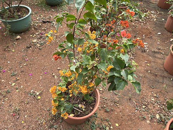 从种子到酱汁：一颗西红柿的全球之旅与现代食品工业的链条。