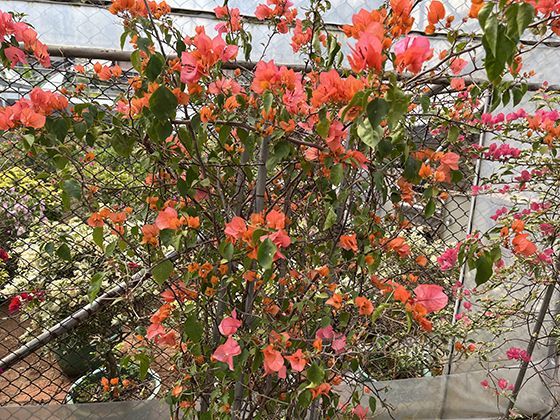 面对工资拖欠问题，如何撰写一份正式且有效的书面催告函件？