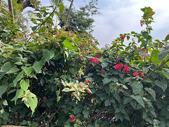 弓箭制作的传统工艺：从选材到成品的工匠精神与制作流程