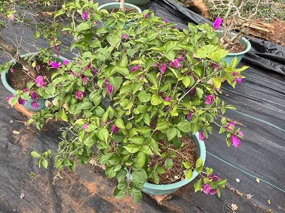 2026年医保新增药品，普通民众如何正确了解与使用？