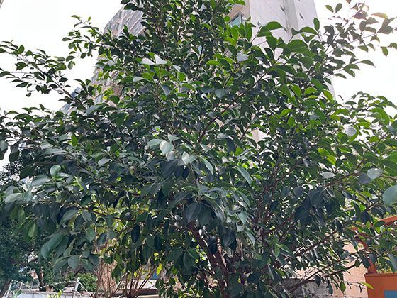 鸭嘴的滤食系统：喙缘栉板如何实现水中筛选食物的精细操作