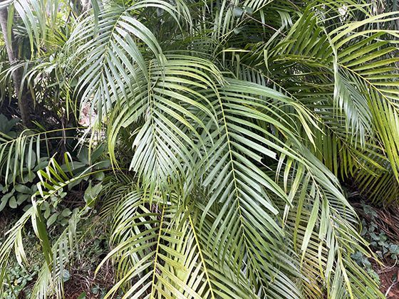 牛群社会结构观察：如何通过肢体语言建立群体等级制度？