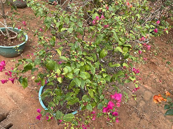 遭遇城市内涝时，正确的自救与互救步骤具体包括哪些？