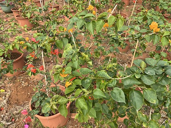 额饰的宗教印记：佛教璎珞与印度提拉克的跨文化对话