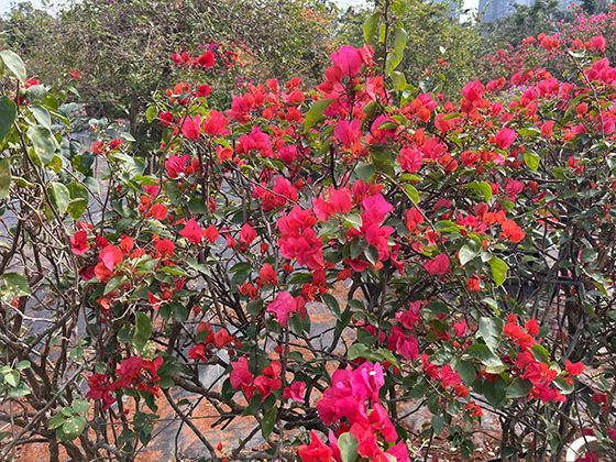 冰晶的浮空之道：微小冰晶如何通过空气阻力实现悬浮舞蹈