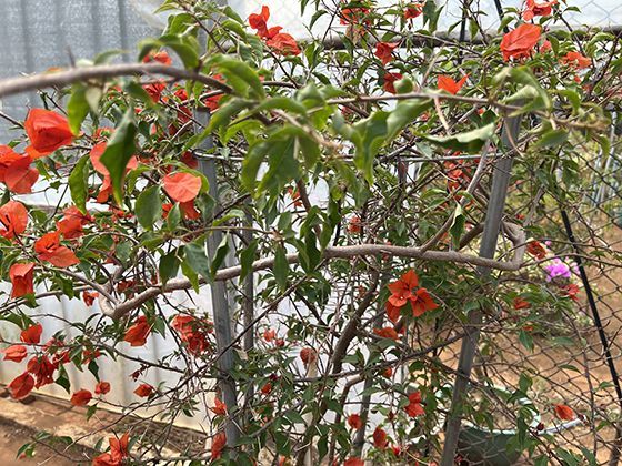 从“大红喜服”到“素缟丧服”：《思美人短剧》色彩隐喻“爱从炽热到寂灭”的宿命感