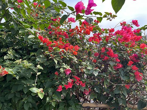 姜的传统文化意象：从驱寒符号到吉祥寓意的角色转变