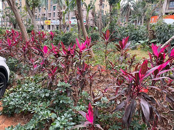 社保卡颜色的象征意义：蓝色基调如何体现公共服务稳定性