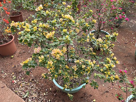 跨省户口网上迁移流程普及后，还需本人回到原籍地办理吗