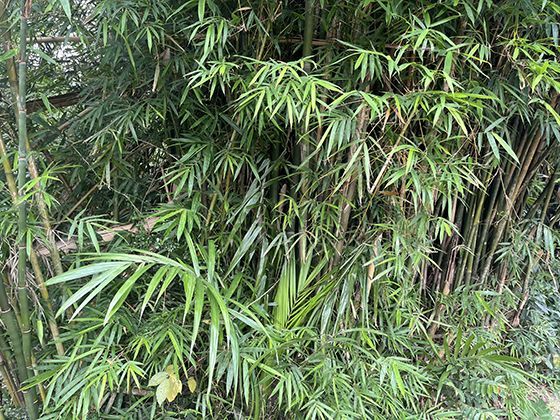 火山岛的生命复苏：熔岩冷却后生态系统重建的奇迹过程