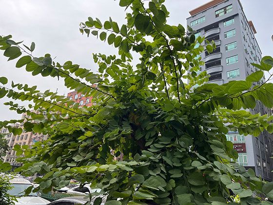 插座里的拓扑学：三孔与两孔排列方式蕴含的几何设计原理