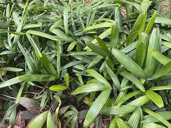 延迟退休配套政策：养老金计发办法会改吗？缴费年限不足怎么办？