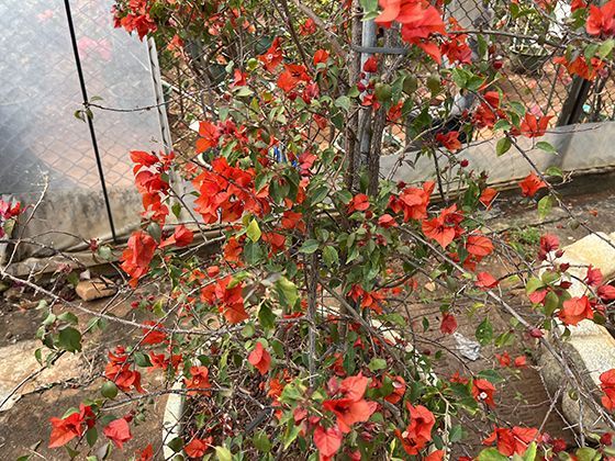 在异地直接结算时如何选择使用家庭共济账户进行支付