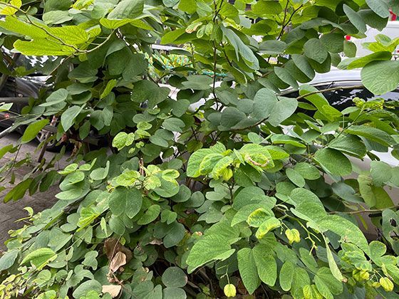 为什么有时拧开瓶盖的力道不同，喷涌的剧烈程度也不同？