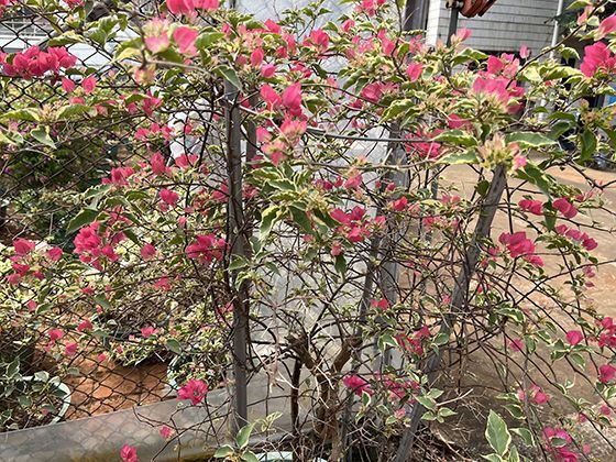 黄皮树叶的特别之处：揉碎后散发独特气味的化学物质初探