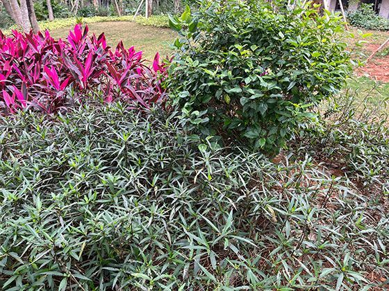 环保材质新探索：可降解袋子在各国推行的现状与挑战