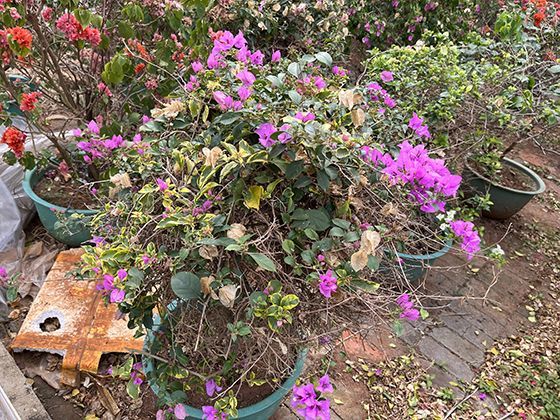 洪涝灾害后家庭饮用水如何安全消毒？煮沸之外还有哪些方法？