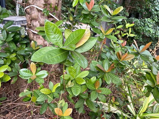 重瓣棣棠的变异之谜：雄蕊瓣化如何创造出层叠花型