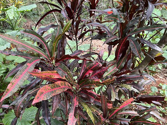 社区支持农业的蔬菜配送模式，价格为何比普通菜场要高？