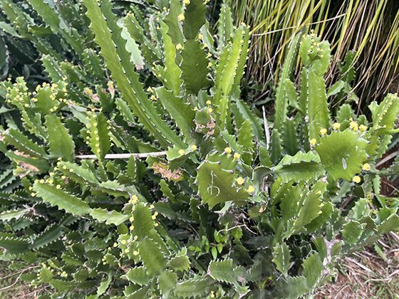 透明伪装的艺术：水母虾如何借助水母触须隐藏行踪与天敌？