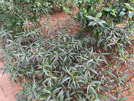 射水鱼的射击：水珠如何击落两米高枝叶上的昆虫