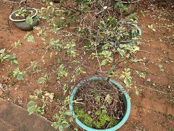 从种球到繁花：百子莲的生长周期与基本养护管理要点